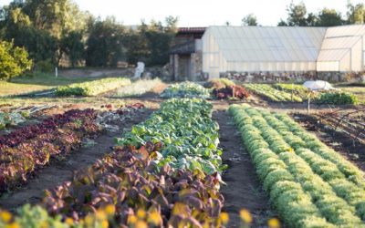 Embracing Nature’s Wisdom for Sustainable Farming