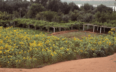 The Role of Agroforestry in Promoting Biodiversity and Climate Resilience