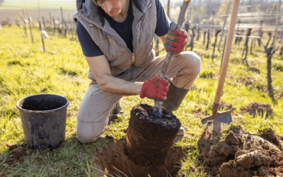 The Symbiotic Relationship between Mycorrhizae and Plants