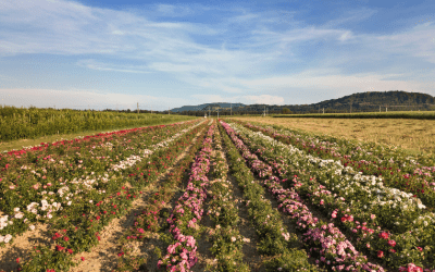 From Monoculture to Polyculture