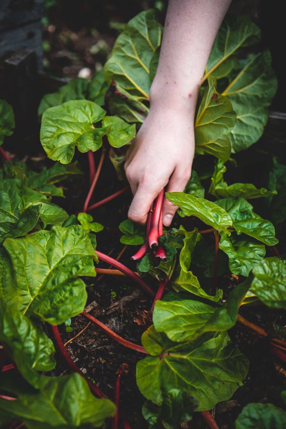 NRCS Grants Funding Regenerative Agriculture and Food Systems